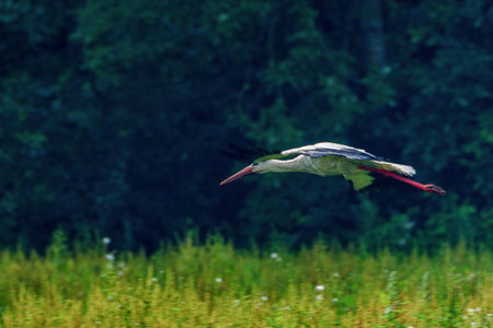 Stork photographed in flightの写真素材
