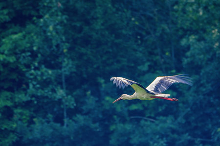 Stork photographed in flightの写真素材
