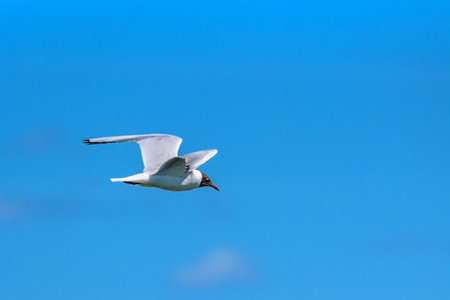 gull flying against the blue skyの写真素材