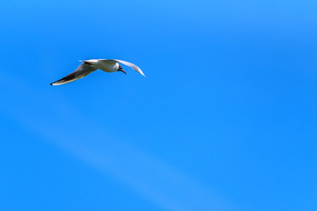 gull flying against the blue skyの写真素材