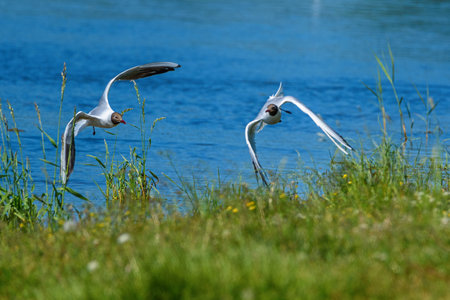 gulls take off near the shoreの写真素材