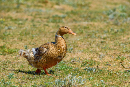 duck walking on a meadowの写真素材
