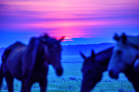 Horses in the meadow at sunset, closeup of photoの写真素材