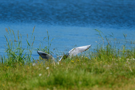 gulls take off near the shoreの写真素材