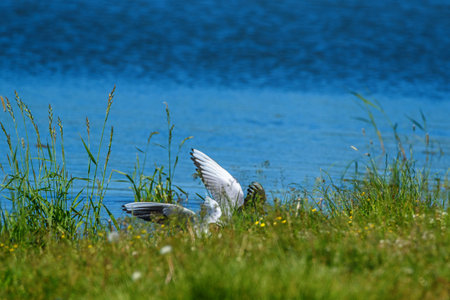 gulls take off near the shoreの写真素材