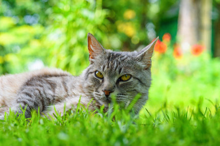 portrait of a gray cat on a green grass close-upの写真素材