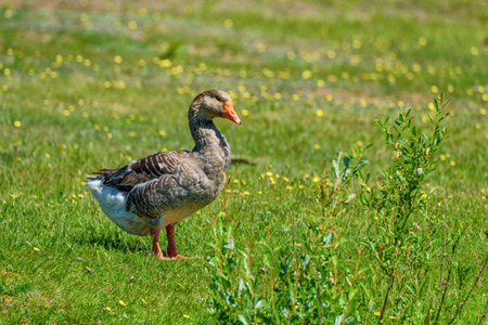 duck walking on a meadowの写真素材