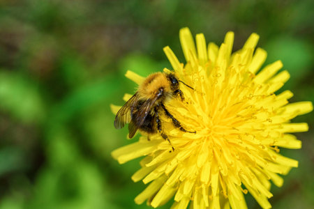 bee on dandelion macroの写真素材