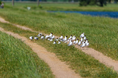 a flock of seagulls standing on the grassの写真素材