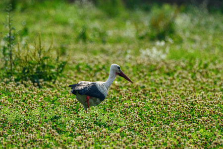 the stork walks the grass fieldの写真素材