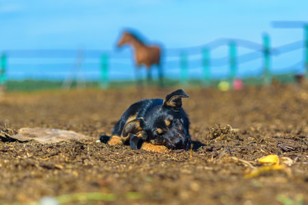 a stray dog bites a boneの写真素材