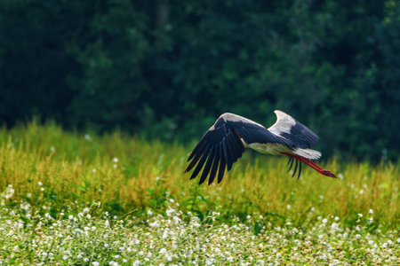 Stork photographed in flightの写真素材