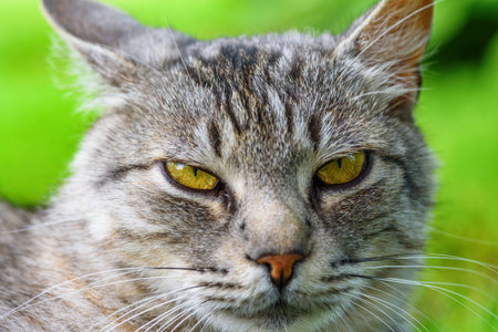 close-up portrait of a gray catの写真素材