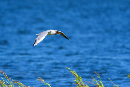 a gull flying over a lakeの写真素材