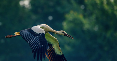 Stork flying against the forestの写真素材