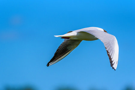 gull flying against the blue sky