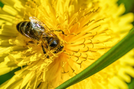 bee on dandelion macroの写真素材