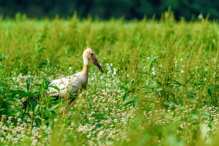 the stork walks the grass fieldの写真素材