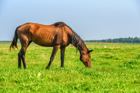 a horse on a summer fieldの写真素材