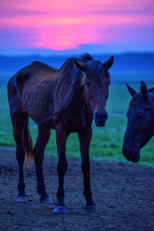 Horses in the pasture at sunset, close-up of a herdの写真素材