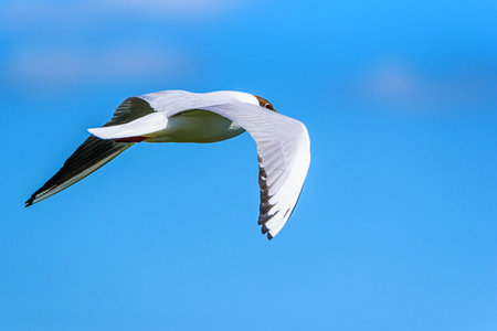 gull flying against the blue skyの写真素材