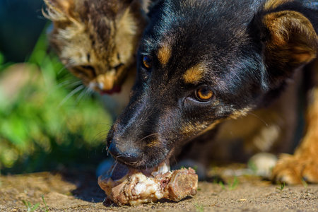 a stray dog bites a boneの写真素材