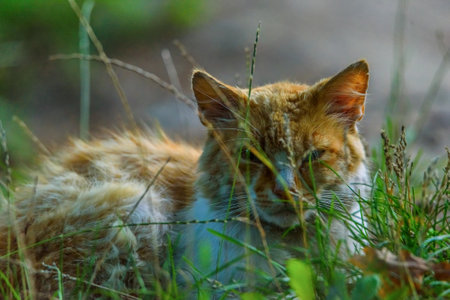 portrait stray cat in the grassの写真素材