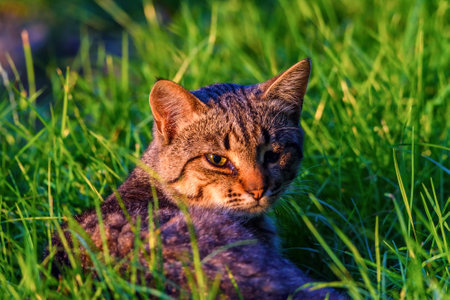 portrait stray cat in the grassの写真素材