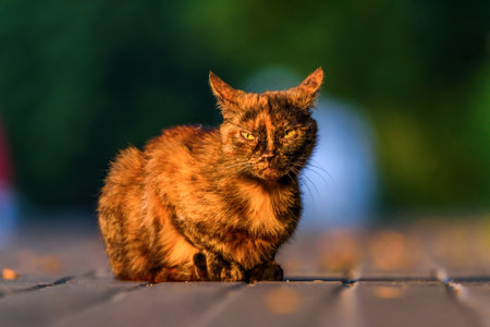 a portrait of a shabby catの写真素材