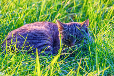 portrait stray cat in the grassの写真素材