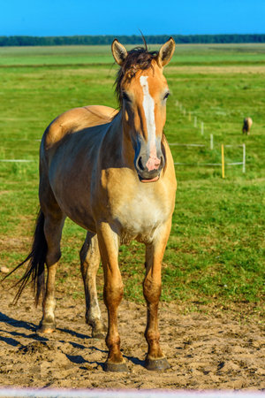 portrait of a horse on a summer fieldの写真素材