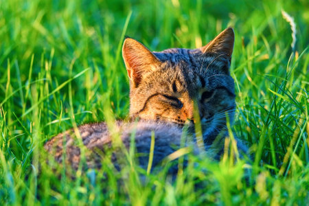 portrait stray cat in the grassの写真素材