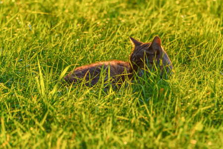portrait stray cat in the grassの写真素材