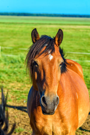 portrait of a horse on a summer fieldの写真素材