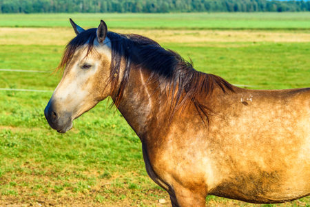 portrait of a horse on a summer fieldの写真素材
