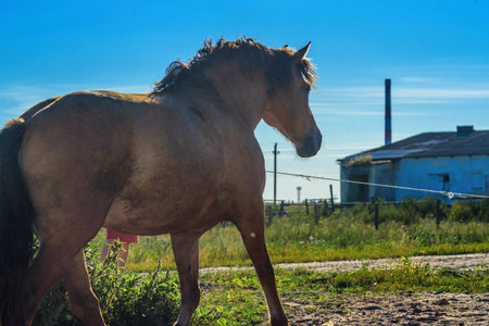 the horse is running on the farmの写真素材