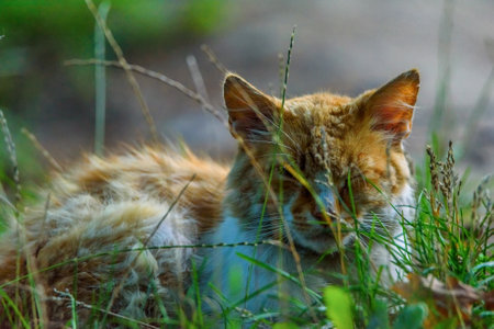 portrait stray cat in the grassの写真素材