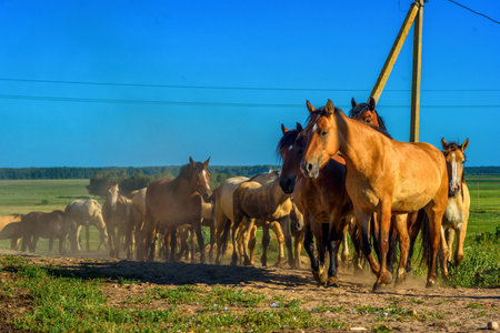 herd of horses running on the fieldの写真素材