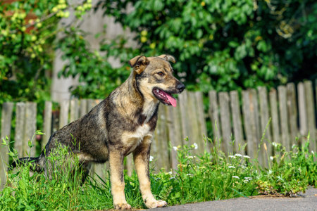 portrait of a village dogの写真素材
