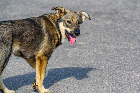 portrait of a village dogの写真素材