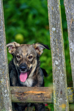 portrait of a village dogの写真素材