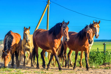 herd of horses running on the fieldの写真素材