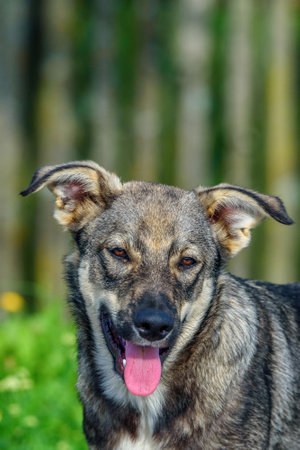 portrait of a village dogの写真素材