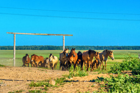 herd of horses running on the fieldの写真素材