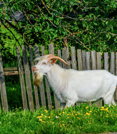 portrait of a village goatの写真素材