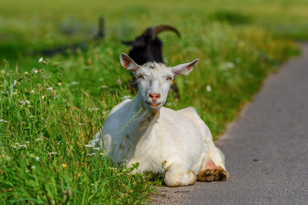 portrait of a village goatの写真素材