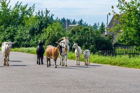 a herd of goats is walking along the roadの写真素材