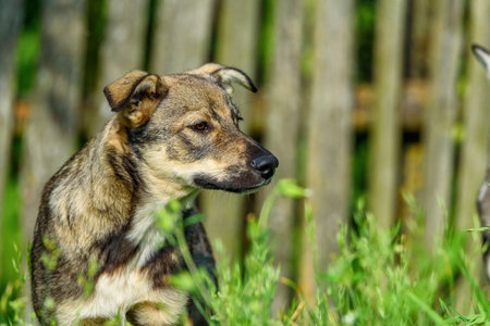 portrait of a village dogの写真素材