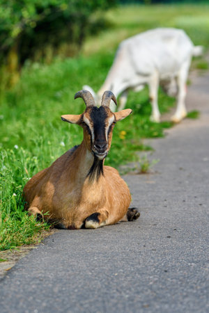 portrait of ginger goats lying on the groundの写真素材