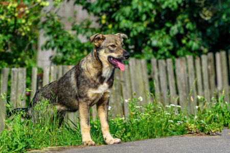 portrait of a village dogの写真素材